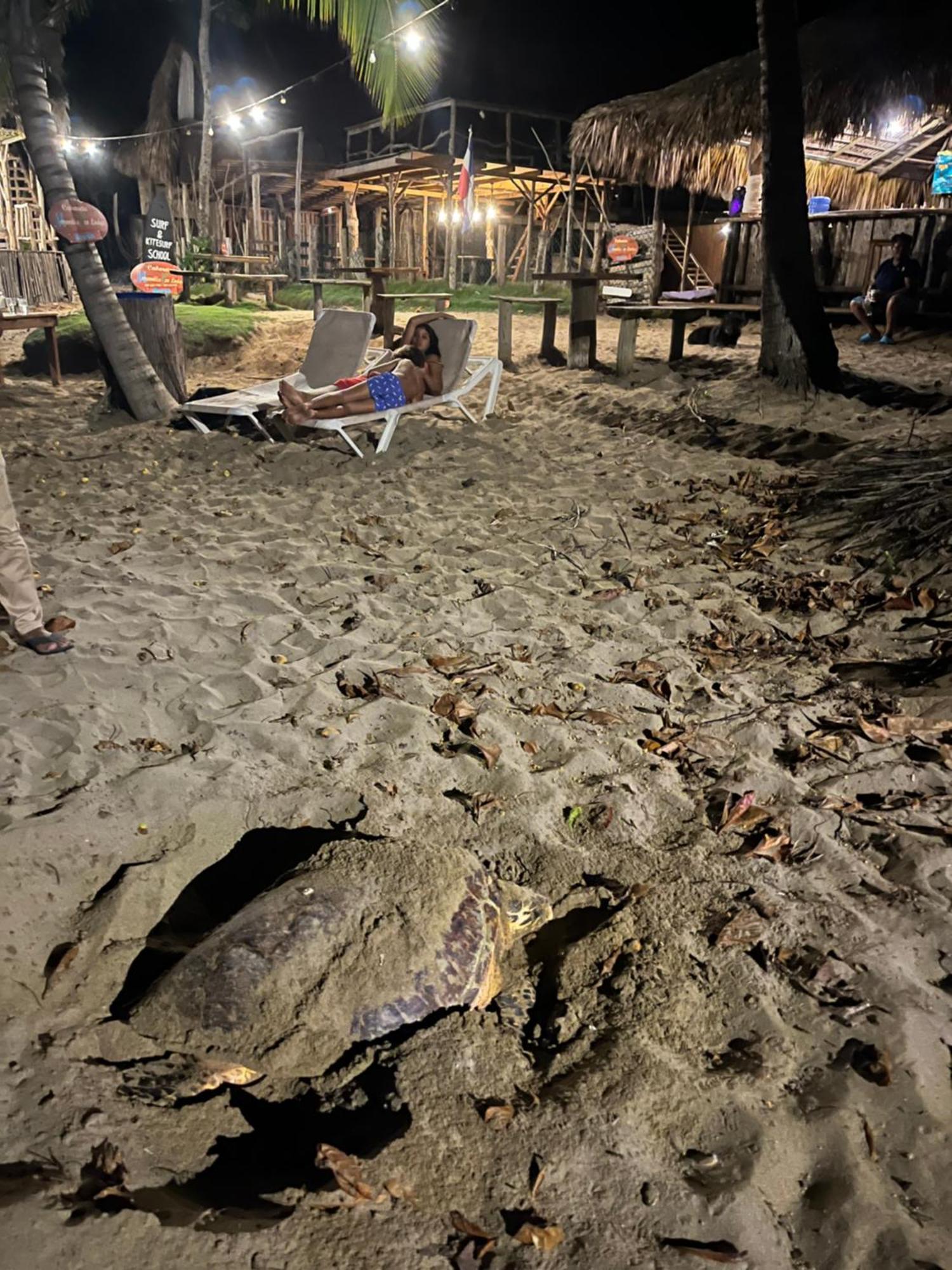 Cabarete Maravilla Eco Lodge Boutique Beach Surf Encuentro, Kite, By Aa Crypto Group מראה חיצוני תמונה